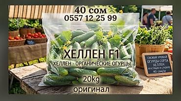 Огурцы