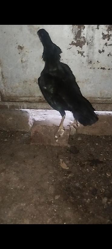heyvanlar quslar: Salam aleykum super cins qanlı fere satılır bir terefi qara mahmız — 3