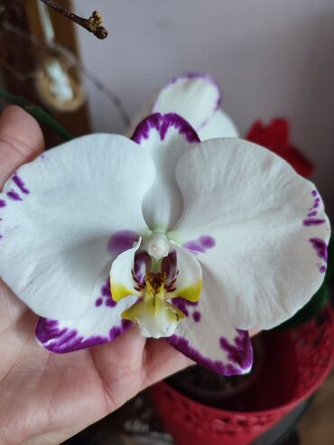 продажа комнатных цветов: Продаю орхидею сорт Арктик Фокс (Полярная лиса) Цветок гигантский для