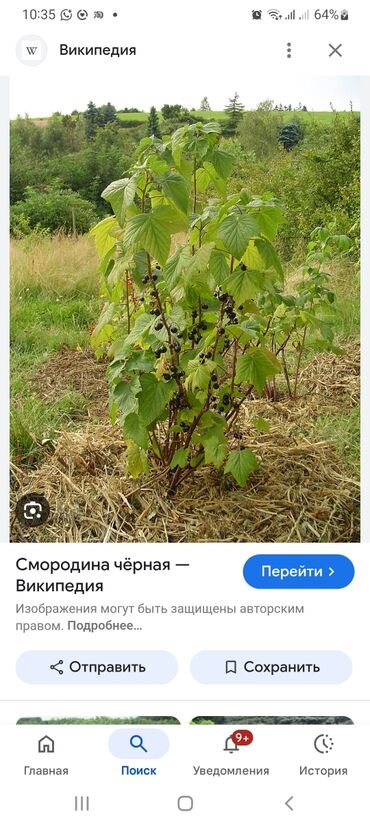 семена расторопши бишкек: Көчөттөр : Карагат, Өзү алып кетүү