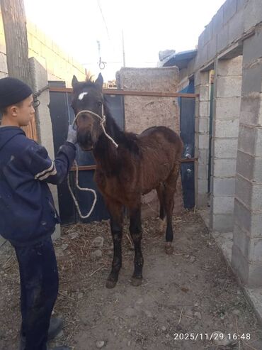 Лошади, кони: Продаю | Жеребенок | Рабочий — 5