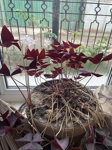 Другие садовые цветы и кустарники: Продаю, точнее отдаю цветы 🍀🍀🍀 ДАРОМ Средние горшки 300 Больше 600 — 2