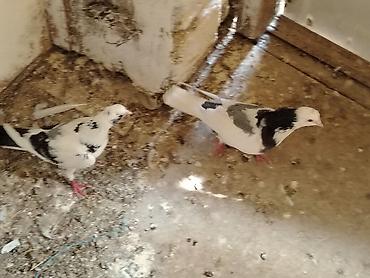 derzi quşu: Salam göy nişanlar sonu 25manat tutulmadilar unvan maşdaga 0516831165 — 1