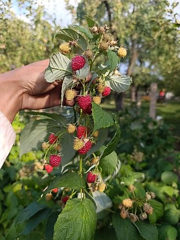 кызыл алма: Малина (сорт летнего/ремонтантного типа)маравилла - Крупноплодные — 3
