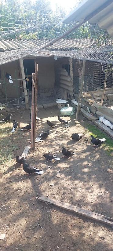 yulaf satışı: Nikalayiski quşlardı tam sağlam hamsı bir yerdən satılır 18ededdi — 1