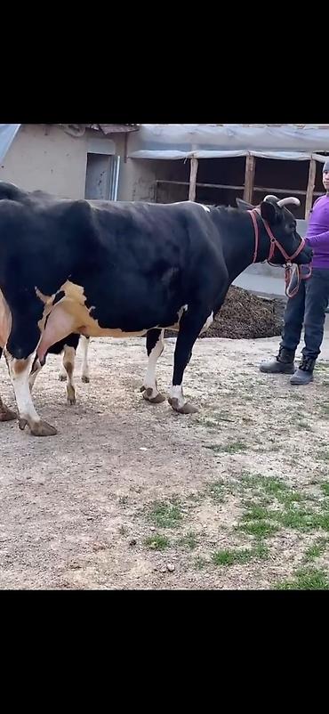 Inəklər, öküzlər: Südlük inək və balası - Cins: qara‑ağ (Holştin tipli) süd istiqamətli — 2