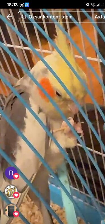 Tutuquşları: Məhsul: KORELLA tutuquşusu (Cockatiel) Təsvir: - Ağ-boz bədən rəngi — 8