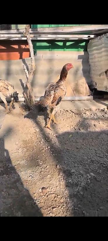 Куры, петухи: Продаю | Куры | Бойцовая | Для разведения — 3