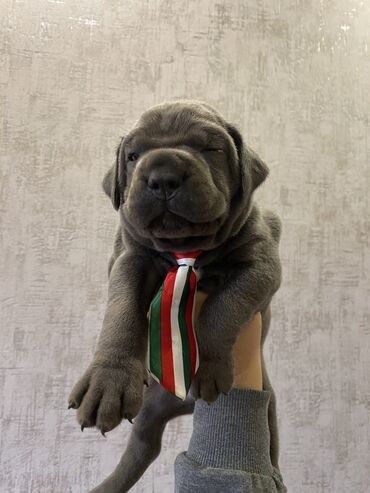 İtlər: Kane-Korso, 2 ay, Erkek, Sənədli, Pulsuz çatdırılma, Ödənişli çatdırılma — 25