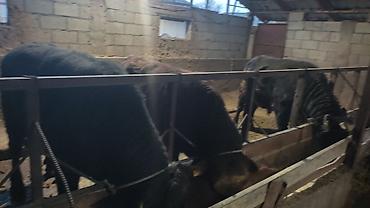 Коровы, быки: Продаю | Бык (самец) | На откорм | Привязанные — 13