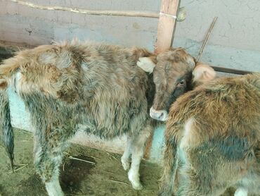 Коровы, быки: Продаю | Тёлка | Алатауская, Полукровка | Для разведения | После отела — 17