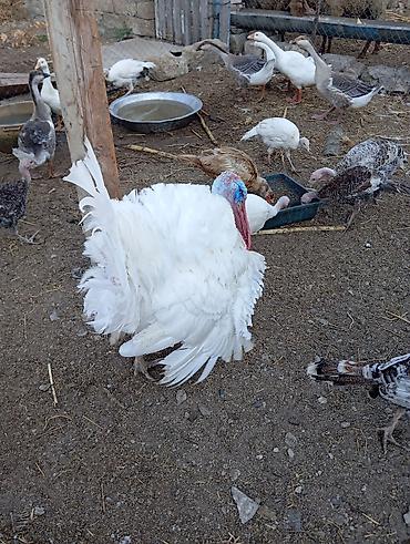 binə atciliq: 1 ədəd 14 ayliq ərkey hinduşka diri çəkisi 11 manata 12-15kiloqram — 4