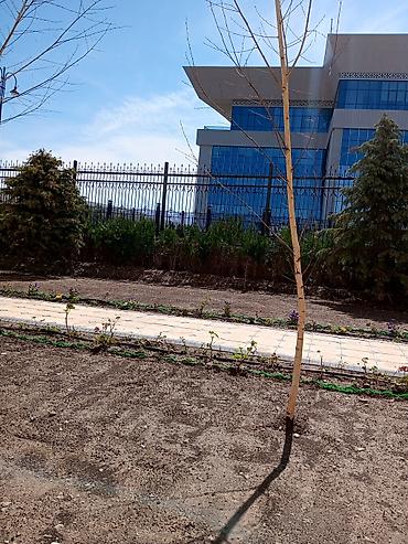 Газон: Газон
Автополив
Ландшафтный дизайн — 5