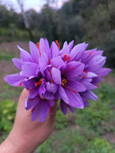 beqoniya bitkisi: Zəfəran – Crocus sativus - Məhsul: Safranın təzə çiçəkləri, içində