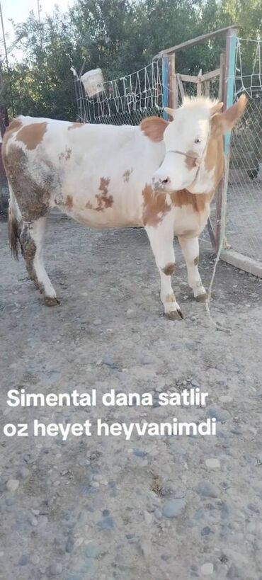 Inəklər, öküzlər: Simental dana di 1 yaşi var oz heyat heyvanimdi