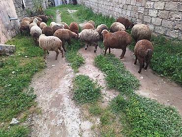 Qoyunlar, qoçlar: Qoyun sürüsü – 20+ baş - Cins: yerli qarışıq (ağ, qəhvəyi və tünd — 2