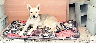 собака колли: Ушул күчүк уколдорду алган, ветеринардык кароодон өткөн алчуулар болсо — 1