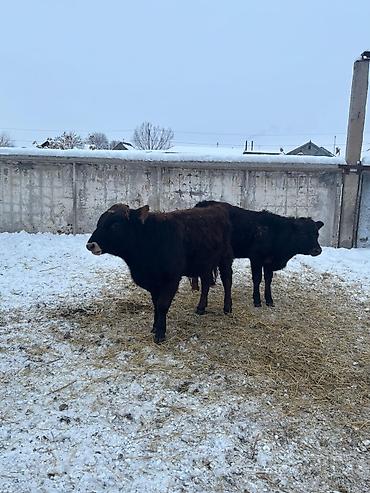 Коровы, быки: Продаю | Бык (самец) | На откорм — 9
