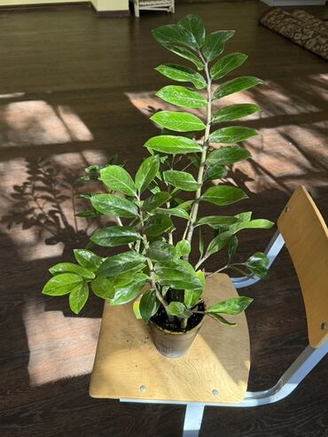 саженцы черного ореха: Отдам все эти дорогие растения за 20 тыс всего 20 растений Комнатные