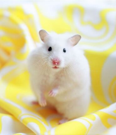 отрава для крыс: Продаю сирийских хомячков,а так же клетки,корм,опилки,минеральный