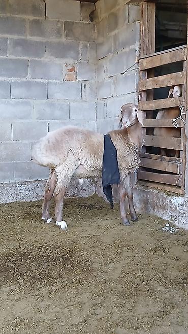 арабский ат: Продаю | Баран (самец) — 4