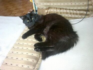 Продажа кошек: Кот возраст год кострирован привит обработан от паразитов приучен к at lalafo.kg — 5 Продажа кошек: Кот возраст год кострирован привит обработан от паразитов приучен к — 5