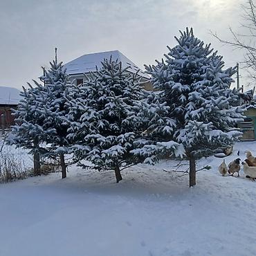 Декоративные деревья: Саженцы деревьев: Ели — 1