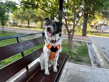 Продажа собак: ДРЕССИРОВКА СОБАК | гарантия результата Хотите послушного, спокойного — 12