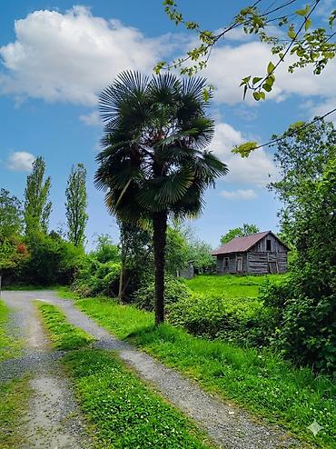 zolotoy us bitkisi: Satışda: dekorativ palma ağacı (fan palm tipli) - Landşaft və bağ — 1