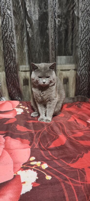 шотландская кошка цена бишкек: Открыта БРОНЬ на котят мама Шотландская вислоухая, отец Британец