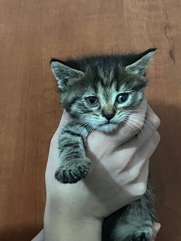 продаю в связи с переездом: Котята домашние, короткошёрстные и полудлинношёрстные. Окрас на выбор