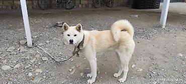 golden it cinsi: Akita-inu, 8 ay, Dişi — 5