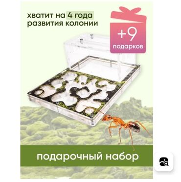 Зоотовары: Продам муравьиную ферму maxi по оптовой цене с предоплатой хватит на 4