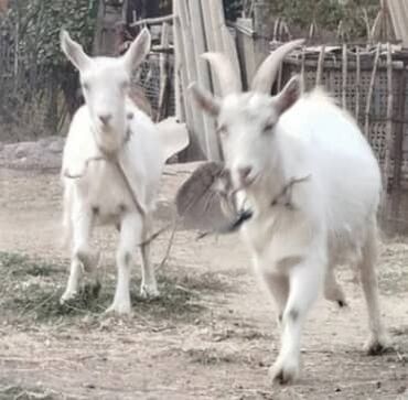 домики для хомяков: Сатам | Эчки (ургаачы) | Көбөйтүү үчүн