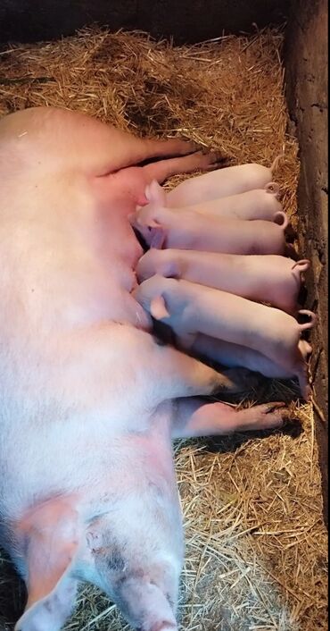 дом для котов: Сатам | Торопой | Чоң ак | Көбөйтүү үчүн