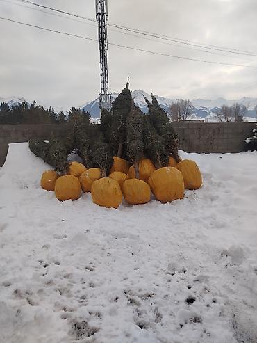 Декоративные деревья: Саженцы деревьев: Ели — 9