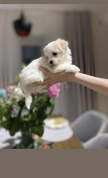 İtlər: Pudel, 2 ay, Erkek, Ödənişli çatdırılma -da lalafo.az — 3 İtlər: Pudel, 2 ay, Erkek, Ödənişli çatdırılma — 3