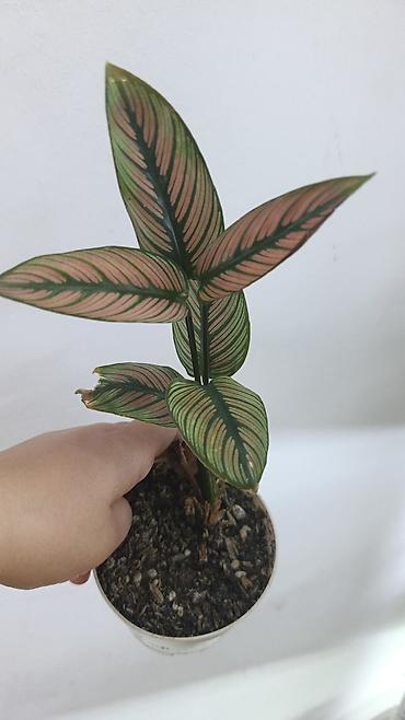 Драцены и Сансевиерии: Драцена (разные виды, в горшках) находится в Кара Балте - Эффектные — 8