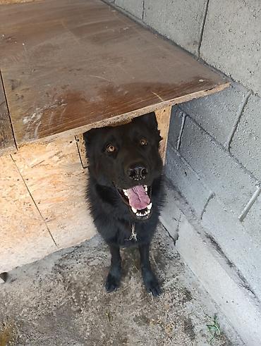 Продажа собак: Немецкая овчарка, 2 года, Самец — 29