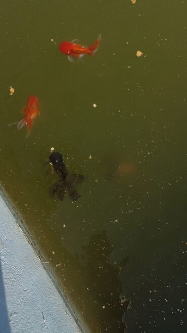 Balıqlar: Oranda2 quyruq qiyməti 2 manat. 4 quyruq qiyməti 3 manat Ünvan — 6