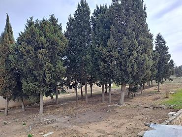 Torpaq sahələrinin satışı: 25 sot, Kupça (Çıxarış) — 23