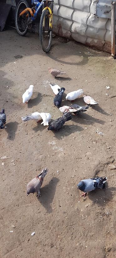 goyerci: Hoptum satılır 1i 5manatdan,cəmi 14 quşdu,2si sarı,2si qaragöy,2si — 3
