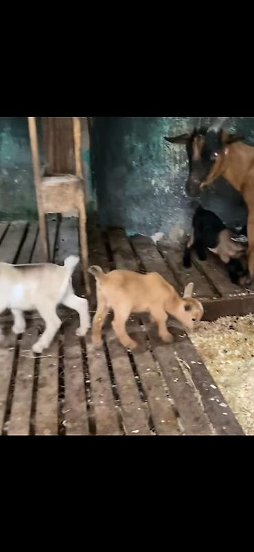 Keçilər, çəpişlər: Satılır: süd keçisi bala ilə Xüsusiyyətlər: - Ana keçi qəhvəyi-qara — 3