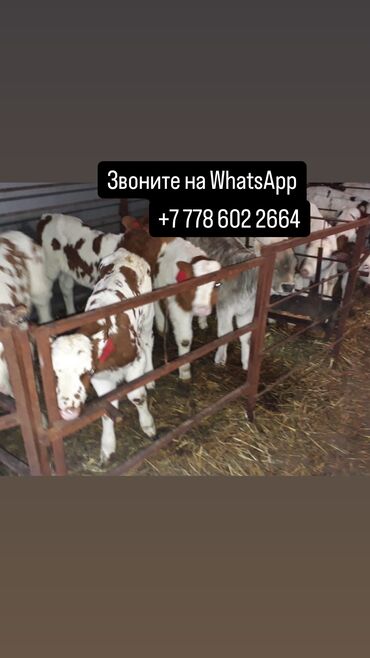 Коровы, быки: Продаю | Корова (самка), Бык (самец) | Ангус, Алатауская, Бельгийская | Для разведения, Для молока