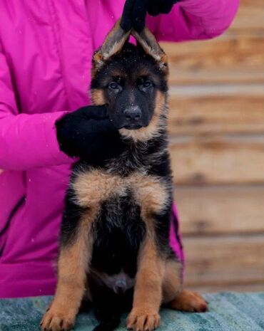 İtlər: Alman çoban iti, 2 ay, Erkek, Sənədli, Pulsuz çatdırılma — 6