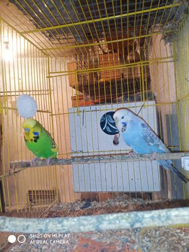 Digər quşlar: Çex cütler satılır papuqaylar təmiz qan vıstıvıcnıy vıstıvka sərgi — 1
