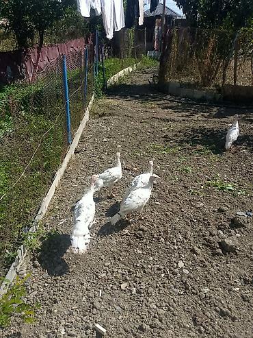 heyvan yemi: Məhsul: Ağ rəngli hinduşka cücələri (pulyozlar) Təsvir: - Ev — 3