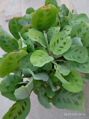 qül: Otaq bitkiləri – Sansevieria (Qayınana dili) və Hoya (mum çiçəyi) - — 7