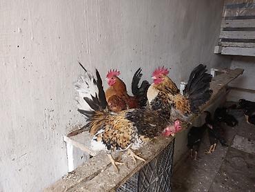 Toyuqlar: Toyuq, Damazlıq — 12