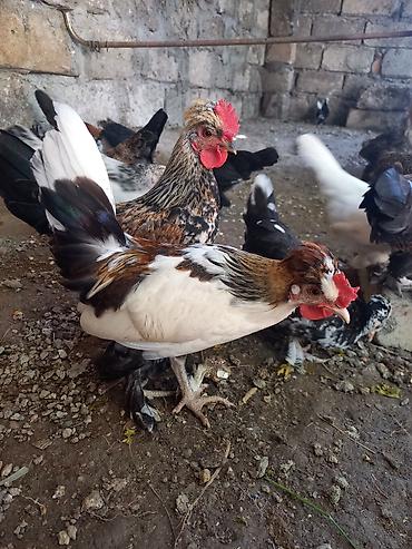 cücə damı: Toyuq cücələri, Damazlıq — 3